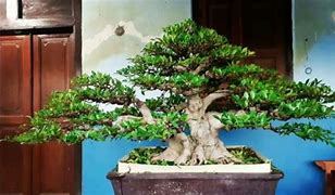 Inspirasi Bonsai Kimeng Small